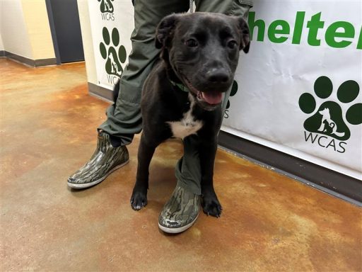 Black male dog standing in hallway on a leash