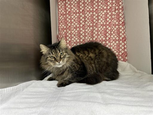 Gr4ey/ Tabby female at sitting in kennel on a towel