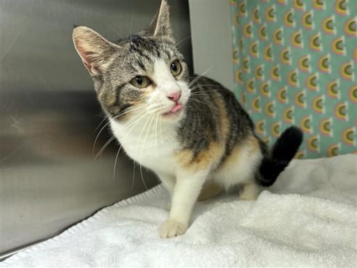 Female cat sitting in kennel on a towel