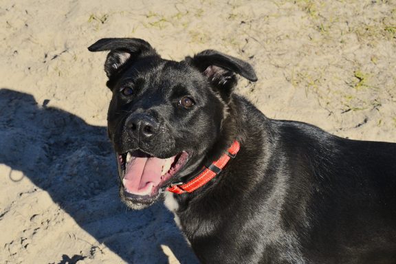 Black shepherd mixed breed dog playing in grass