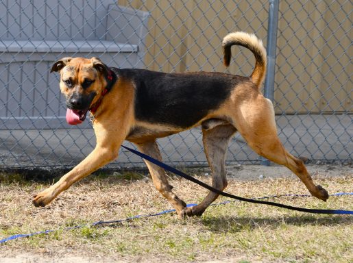 Tan and black mixed breed dog running in grass