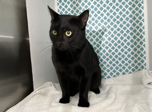 Black cat sitting in kennel