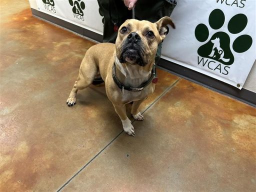 tan and white male bulldog mix standing in hallway on leash