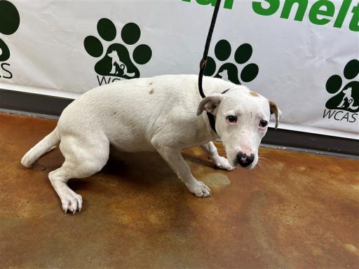 White female dog sitting in hallway on a leash