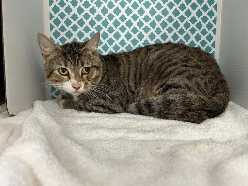 Tabby male cat sitting in kennel on a towel