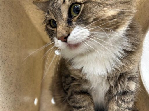 Tabby/ White cat sitting in kennel box