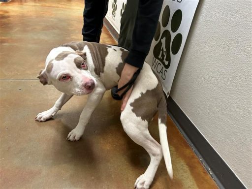 brown and white female mixed breed dog standing in hallway