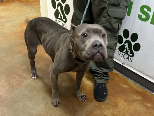 Grey mastiff mixed breed