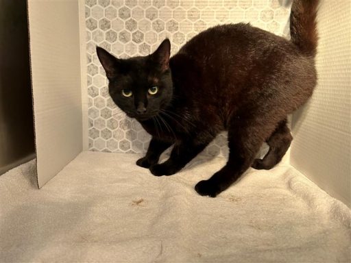 Black cat sitting in kennel on a towel