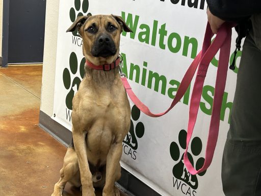 Tan and black shepherd mixed breed sitting in hallway