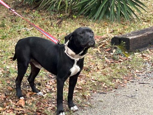 Black/ White male dog standing outside on a leash