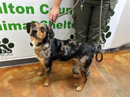 Brindle female puppy standing in hallway on a leash