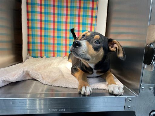 Black/ Brown female dog laying in kennel on a towel