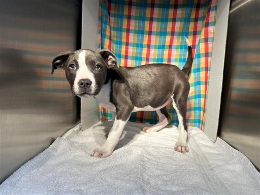 Grey/ White female dog sitting in kennel on a towel