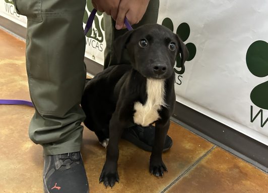 Black and white lab mixed breed puppy sitting in hallway