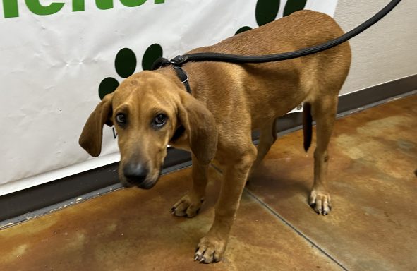 Tan and black hound mixed breed dog standing in hallway