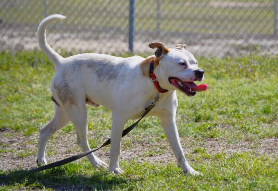 White and tan bicolored mixed breed