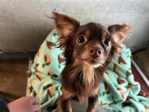 Brown/ WHite male dog sitting in a blanket