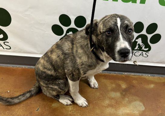 Tan and black brindle mixed breed puppy sitting in hallway