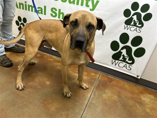 Tan/ Black male dog standing in hallway on a leash