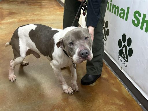 gray and white dog standing in hallway