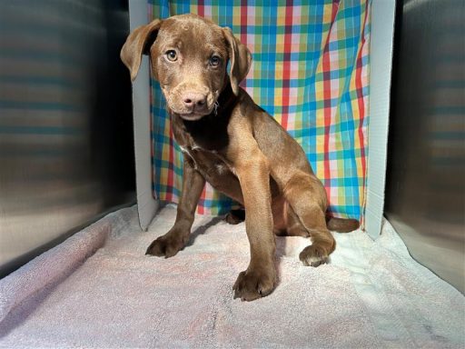 brown lab mix