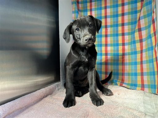 black male lab mix sitting in kennel