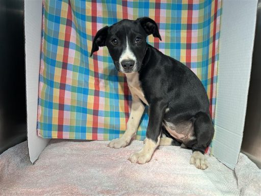 black and white puppy sitting in kennel