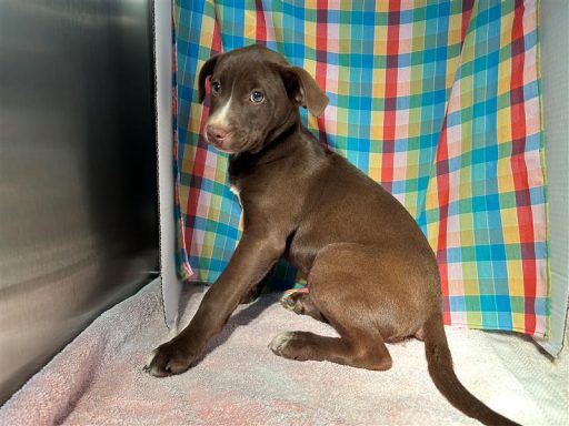 brown and white dog sitting in kennel