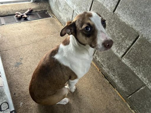 brown white female dog sitting in kennel