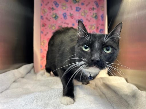 BLack/ WHite male cat sitting in kennel on a towel