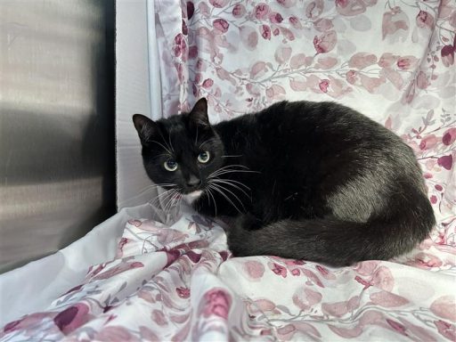 Black/ White female cat sitting in kennel with a sheet