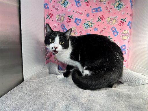 Black/ White male cat sitting in kennel with a blanket and a towel