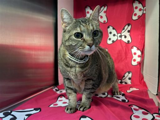 tabby grey cat in kennel