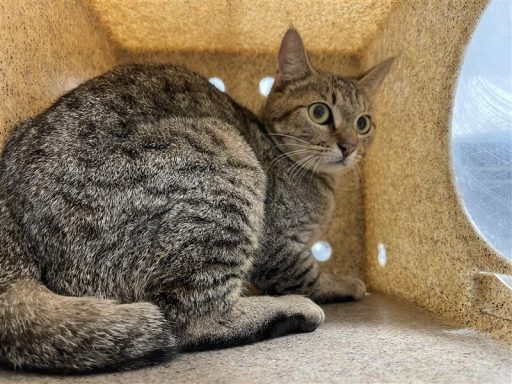 Tabby female cat sitting in kennel box
