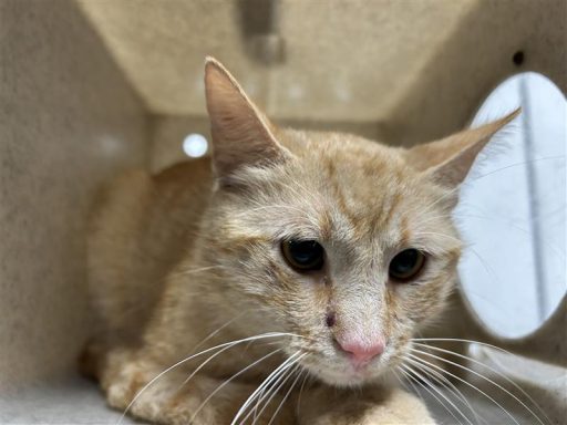 Orange/Tabby cat sitting in kennel box