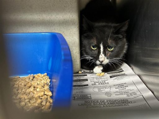 Black, White cat sitting in kennel