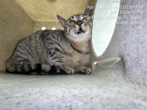Female tabby cat sitting in kennel box