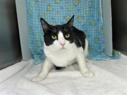 Black/ White female cat sitting in kennel on a towel