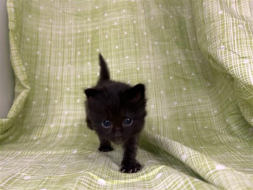 black 4 wk old kitten