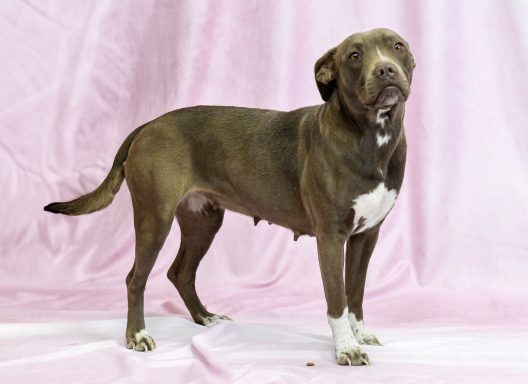 Brown and white mixed breed dog standing on pink backdrop