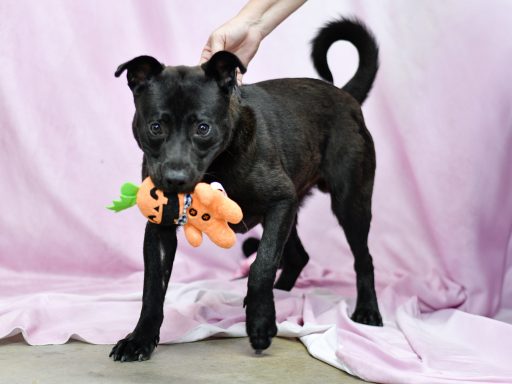 Black mixed breed dog playing with toy on a pink backdrop