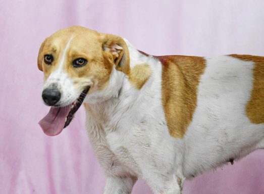 White and tan mixed breed dog walking in photo booth