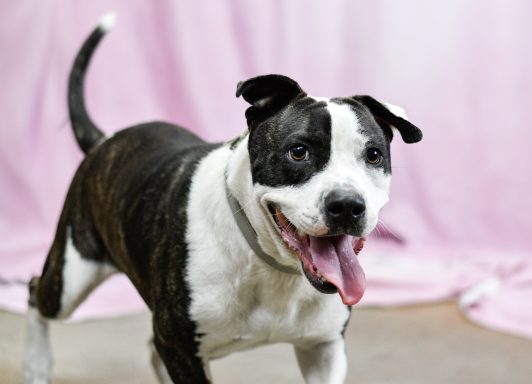 Black an d white mixed breed dog walking in photo booth