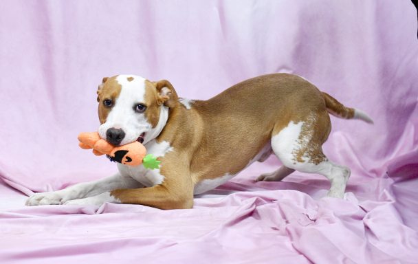 Tan and white mixed breed dog pay bowing in photo booth