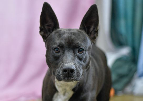 Black and white heeler mixed breed dog walking in the photo booth.