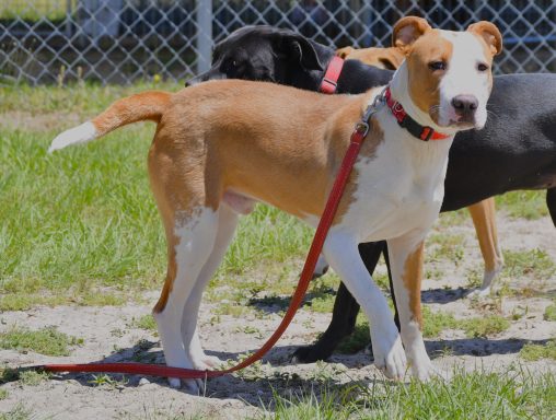 Tan and white mixed breed dog standing in grass