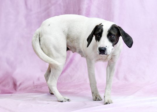 White and black hound mixed breed dog walking with pink backdrop