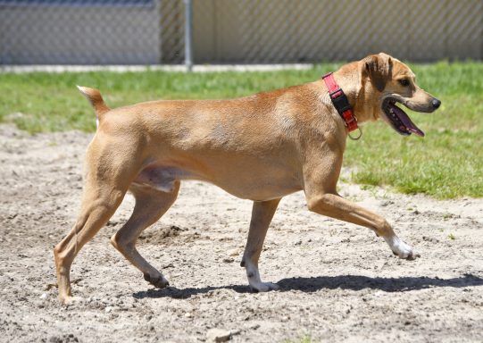 Tan and white hound mixed breed dog walking grass