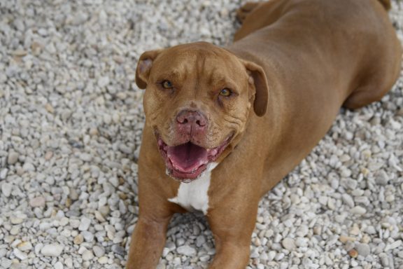 Brown and white mixed breed dog laying in gravel